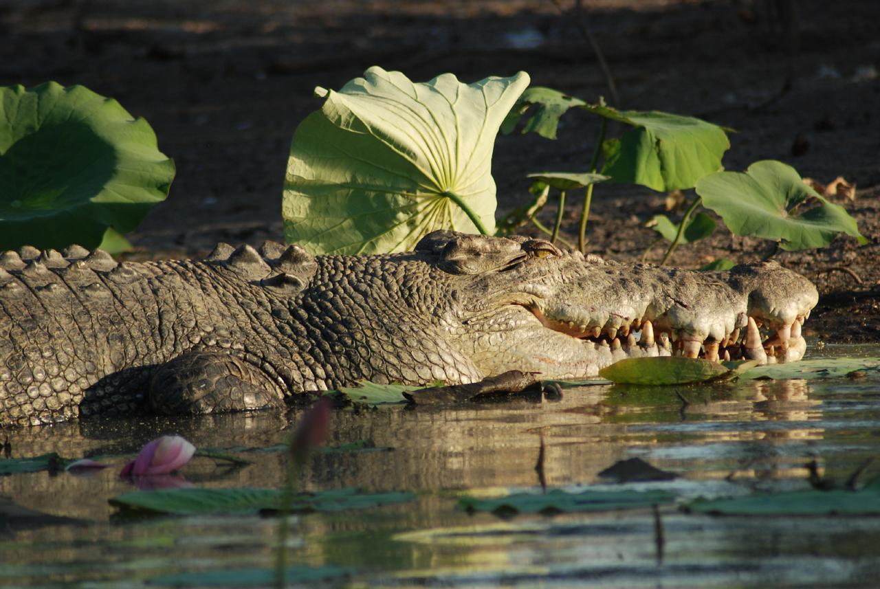 Point Stuart Wilderness Lodge Esterno foto